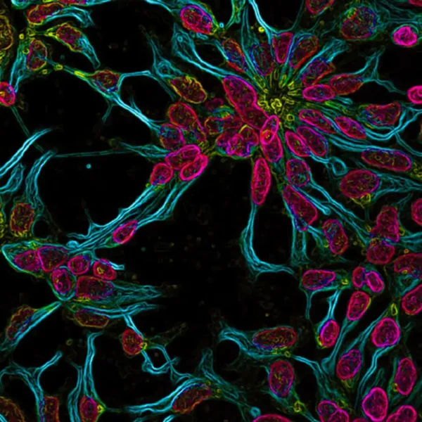 Extinction Is No Longer Permanent